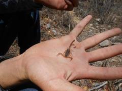 Centruroides ornatus