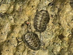 Acanthopleura
