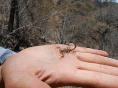 Centruroides ornatus