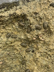 Acanthopleura