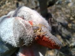 Centruroides ornatus