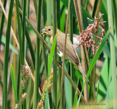 Sporophila caerulescens