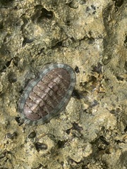 Chiton