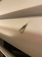 Italochrysa insignis