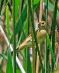 Sporophila caerulescens