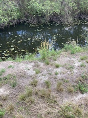 Cenchrus polystachios