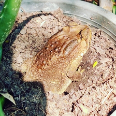 Duttaphrynus melanostictus