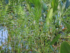 Orontium aquaticum