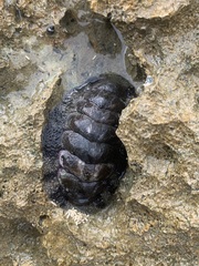 Acanthopleura