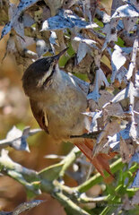 Cranioleuca pyrrhophia