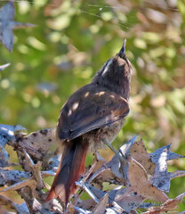 Cranioleuca pyrrhophia