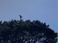 Zanda funerea funerea