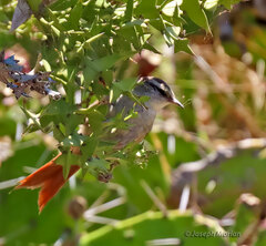 Cranioleuca pyrrhophia