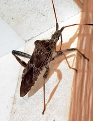 Leptoglossus corculus