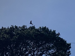 Zanda funerea funerea