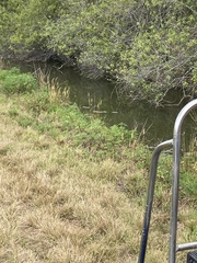 Cenchrus polystachios