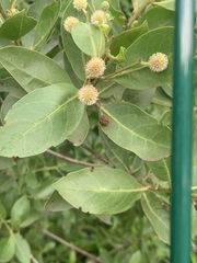 Conocarpus erectus
