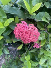 Arachnothryx leucophylla