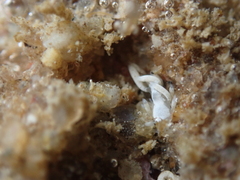 Trinchesia albocrusta