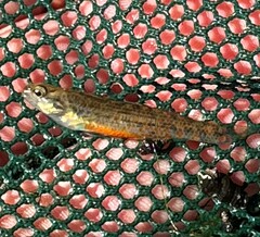 Etheostoma nuchale