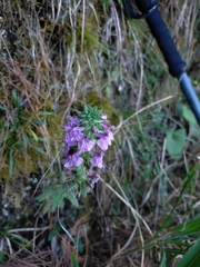 Pedicularis refracta