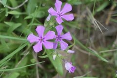 Phlox cuspidata