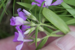 Phlox cuspidata