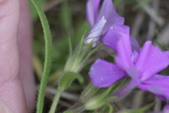 Phlox cuspidata