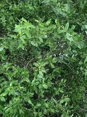 Laguncularia racemosa