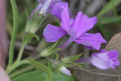 Phlox cuspidata