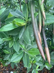 Laguncularia racemosa