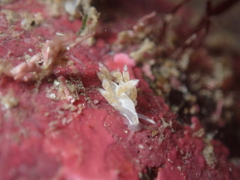 Trinchesia albocrusta