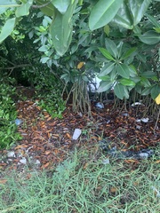 Laguncularia racemosa