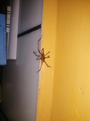 Kukulcania hibernalis