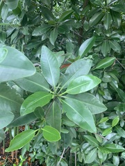 Rhizophora mangle
