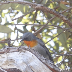 Oreothlypis gutturalis