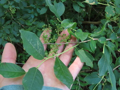 Vaccinioideae