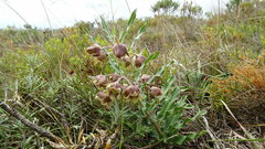 Pachycarpus dealbatus