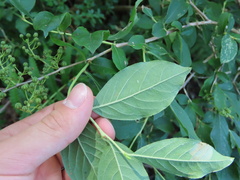 Vaccinioideae