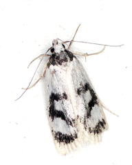 Eulechria sigmophora