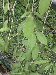 Funastrum
