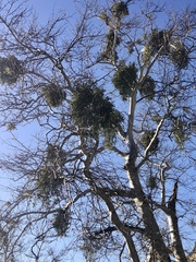 Phoradendron macrophyllum