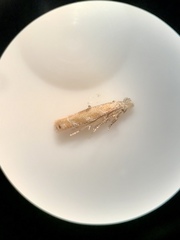 Bucculatrix packardella