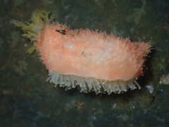 Lissothuria nutriens