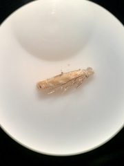 Bucculatrix packardella