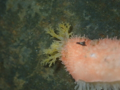 Lissothuria nutriens