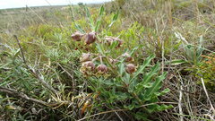 Pachycarpus dealbatus
