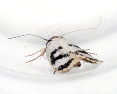 Eulechria sigmophora