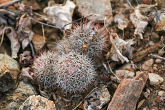 Mammillaria schumannii