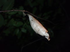 Callosamia promethea